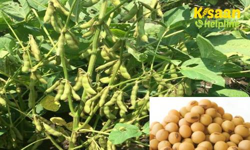 आइये जानते है सोयाबीन की चमत्कारी किस्म जे.एस. 2069 की प्रमुख विशेषताओं और पैदावार के बारे में